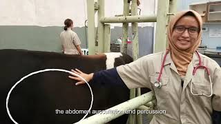 Abdomen Auscultation and Percussion in Cows Bovine [upl. by Meg]