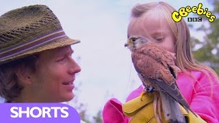 CBeebies Meeting Birds of Prey at Blakesley Hall  Mr Bloom Here and There [upl. by Ilamad]