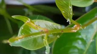 Using Aphidius Colemani to control aphids underglass [upl. by Dettmer203]