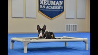 Nico Bull Terrier Puppy Camp Dog Training Video Demonstration [upl. by Adaha328]