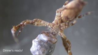 Killer Uloboridae spider devouring merciless a huge insect [upl. by Kedezihclem]