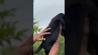 Black labrador female puppy 2024 [upl. by Aenal121]