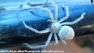 Olios sericeus  Huntsman Spider [upl. by Yrbua]