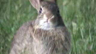 Animals in action  Wild rabbits [upl. by Aniret]