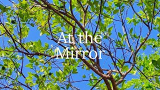 At the Mirror  Lyvi  music lyrics [upl. by Hawker23]