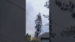 119 weather update weather shorts rain wind nature fall funny comedy mcminnville oregon [upl. by Clyde]