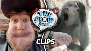 Monkeys React To Magic Trick Is Too Funny  The Group Chat Highlights [upl. by Kassab]