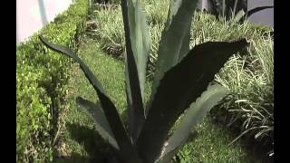 Proyectan elaborar biocombustibles de maguey [upl. by Robina]