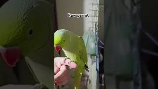 rawparrots beautiful foryou viralvideo [upl. by Trovillion]