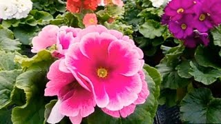 How to grow and care Primula Obconica flower plant in winter Prem rose in winter care tips [upl. by Anilam]