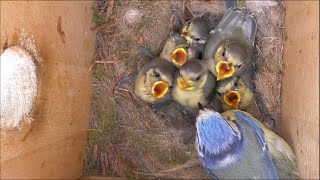 From nest building to adulthood of Blue Tit Birds  Nest box camera [upl. by Utley667]