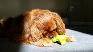 Cavalier King Charles Spaniel trying to get treat 2 year old ruby [upl. by Lissak]