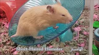 Short Haired Hamster [upl. by Hamal]