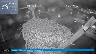 Osprey Cam Live 4K  Patchogue NY [upl. by Ahsinawt]