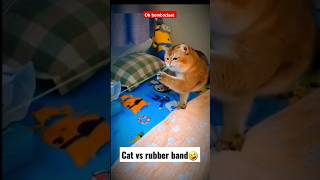 Cat vs Rubber Band Peter Tosh  oh Bumbo Klaat fyp shorts cat gutar [upl. by Con446]