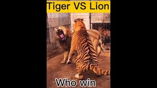 Real Fight Lion VS Tiger orginal sounds  LionVsTigher RealFight part 3 [upl. by Akcinat558]