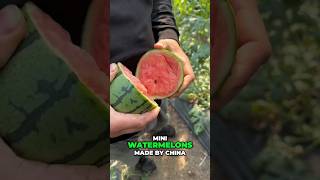 Mini Watermelon shorts [upl. by Bander]