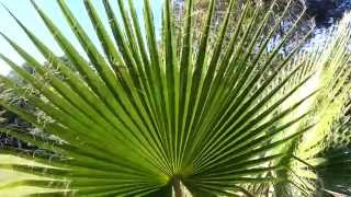 Mexican Fan Palm tree  Washingtonia robusta HD 07 [upl. by Gomar23]