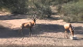 Trophy Red Hartebeest Bowhunt [upl. by Lorilee327]