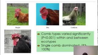 mophological features of ic ecotype populations of kenya [upl. by Cyndie]