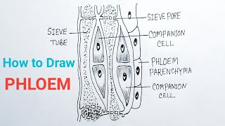 How To Draw Phloem Diagram  Phloem Tissue Drawing [upl. by Eldwen]