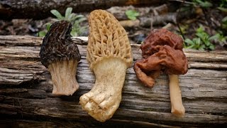 Morel Mushrooms 101 How to Safely Identify and Harvest Morels [upl. by Santana]