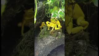 Phyllobates terribilis el animal mas venenoso del mundo [upl. by Harmony]