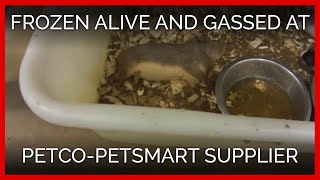 Animals Frozen Alive Crudely Gassed at Petco PetSmart Supplier Mill [upl. by Bravin]