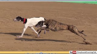 high speed greyhounds running [upl. by Emmy]