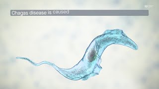 LA ENFERMEDAD DE CHAGAS ESTUDIO CON METABARCODING [upl. by Latrena]