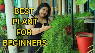 How to Grow and Care Asparagus Fern Plant  BEST PLANT FOR BEGINNERS  FUN GARDENING [upl. by Petrine]