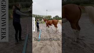 De schouders van het paard zijwaarts leren gaan horsetrainer horse horsetraining horseriding fy [upl. by Carlee217]