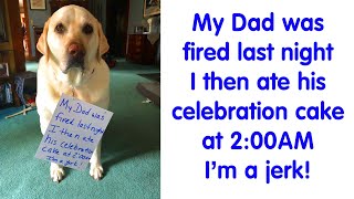 50 Times Ahole Pets Were Publicly Shamed For Their Hilariously Horrible Crimes  PART 3 [upl. by Leiser406]