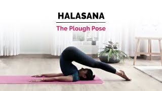 Halasana  Plow Yoga Pose  Steps  Benefits  Yogic Fitness [upl. by Adnirod]