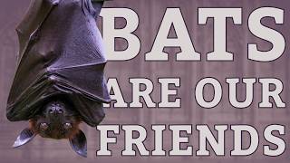 Five Ways Bats Help People amp The Planet  Bat Week 2024 [upl. by Yedarb196]