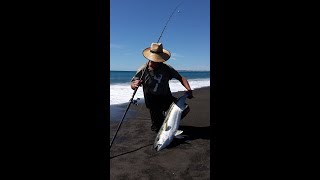 Fishing Napier LBGF Big Kingi Simple Man 17 [upl. by Lleddaw681]