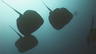 Stingrays  Reef Life of the Andaman  Part 5 [upl. by Oramlub]