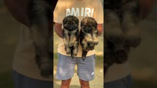 German shepherd puppies for sale germanshepherd dogkennel dogbreed puppies [upl. by Feigin]