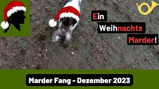 Steinmarder Fang zu WeihnachtenFallenjagdJagd 2023TrapperInfo [upl. by Enajyram]