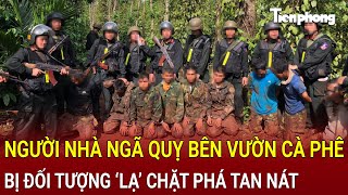 Bản tin thời sự Người nhà ngã quỵ bên vườn cà phê sắp thu hoạch bị đối tượng ‘lạ’ chặt phá tan nát [upl. by Gamber]