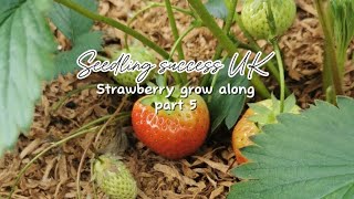 How to grow strawberries part 5 Runners [upl. by Epstein]