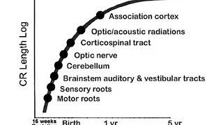 24  Myelination and Development  Developmental Anatomy  Infant Clinical ExaminationMRCP [upl. by Marquardt]