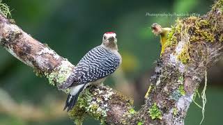 Hoffmanns Woodpecker Melanerpes hoffmannii V1 [upl. by Gennifer]