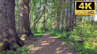 Exploring Fewston Reservoir Woods 🌲 Washburn Valley Near Harrogate Otley UK 4K Virtual Walk Tour 🇬🇧 [upl. by Ahgiela]