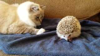 Hedgehog Care Daily Hedgehog Routine [upl. by Matilde]