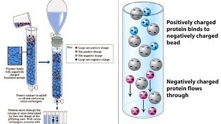 Ion exchange chromatography [upl. by Livesay47]