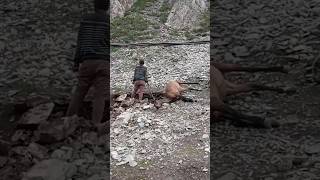 Horse Death। Amernath Yetra mountains travel death horse sad bababarfani jaishreeram shorts [upl. by Aihtnis847]