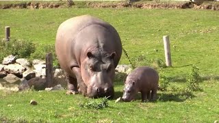 La première apparition de ce bébé hippopotame au parc Planète Sauvage [upl. by Auqenehs]