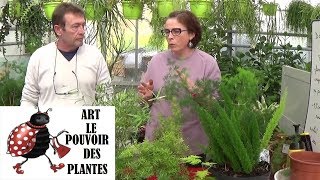 Conseil jardinage asparagus sprengeri Comment faire un semis Plante verte [upl. by Dom]