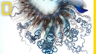 Stunning Video The Portuguese ManofWar Up Close  National Geographic [upl. by Sura]